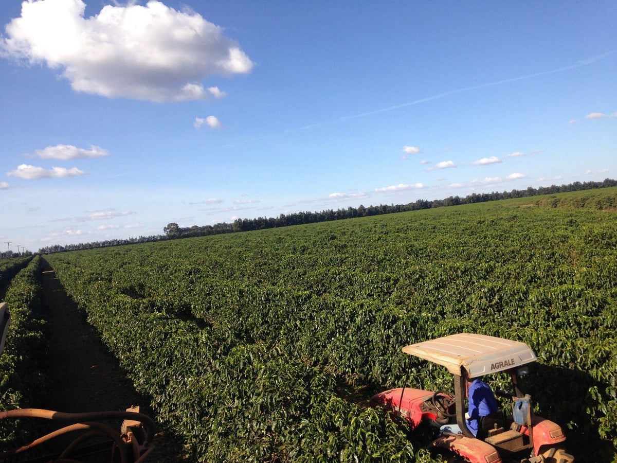 Kaf Blend Natural Brazil