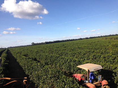 Kaf Blend Natural Brazil