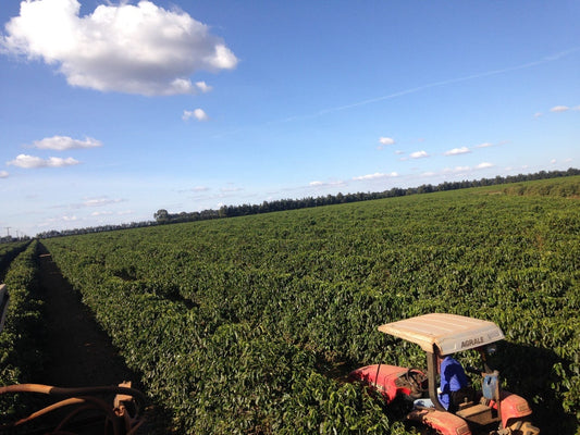 Kaf Blend Natural Brazil
