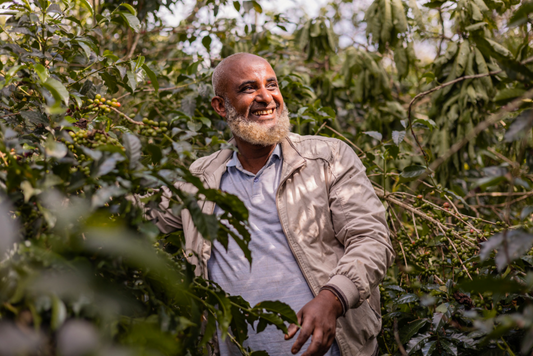 DeKaf Mensur Abahika EA Washed Ethiopia