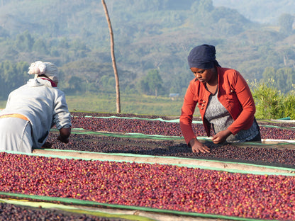 DeKaf Mensur Abahika EA Washed Ethiopia
