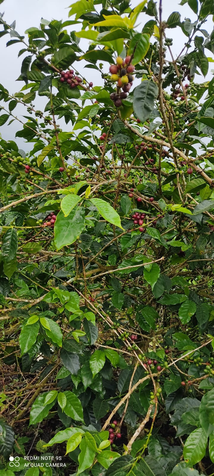 Wilmer Cubillos Natural Tabi Colombia